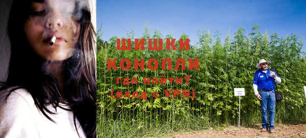 сатива Беломорск